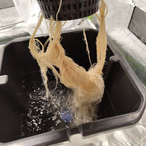 CBD Crack #2 growlog timeline photo