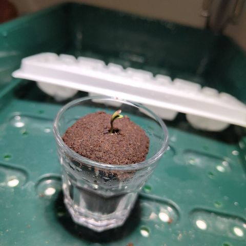 Mysterio #1 [monster] growlog photo: The seedling has risen!