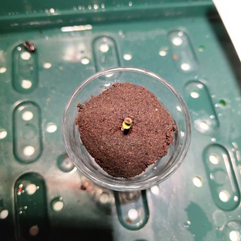 Mysterio #1 [monster] growlog photo: The seedling has risen!