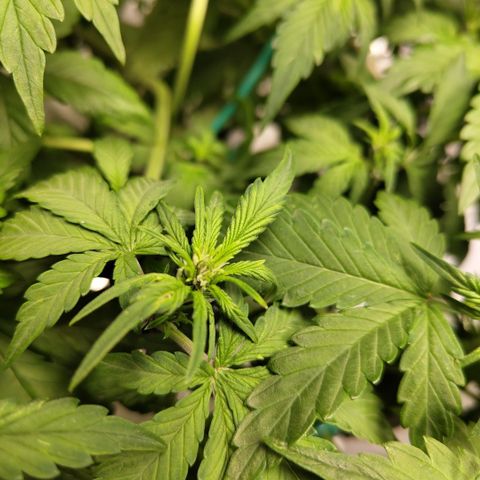 DarkDevil #2 growlog photo: White pistils