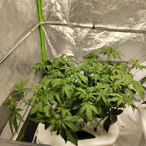 DarkDevil #2 growlog timeline photo