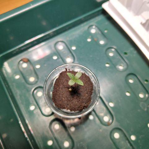 Mysterio #1 [monster] growlog photo: No roots yet