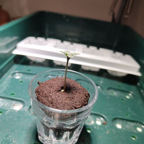 Mysterio #1 [monster] growlog photo: No roots yet