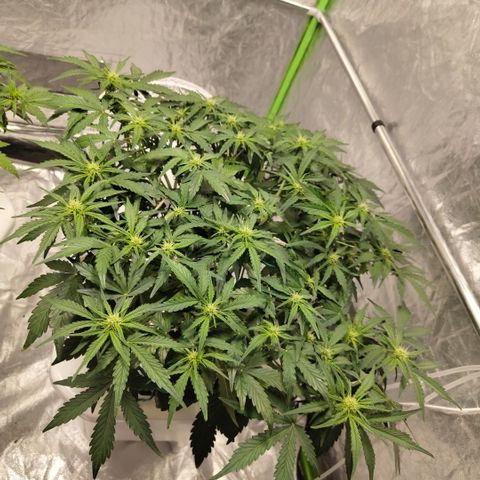 CBD Crack #2 growlog timeline photo