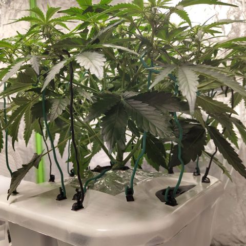 CBD Crack #2 growlog timeline photo