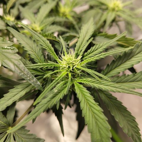 CBD Crack #2 growlog timeline photo