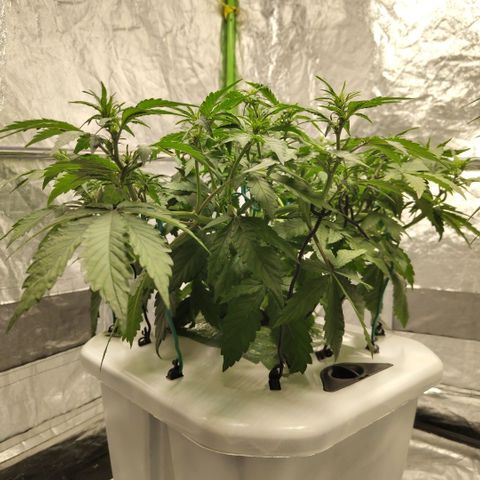 DarkDevil #2 growlog timeline photo