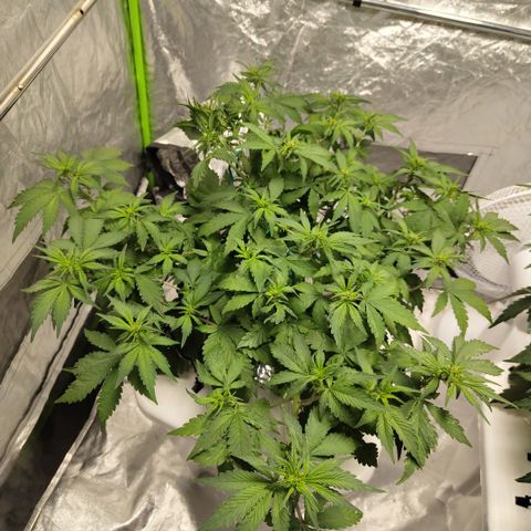 DarkDevil #2 growlog timeline photo