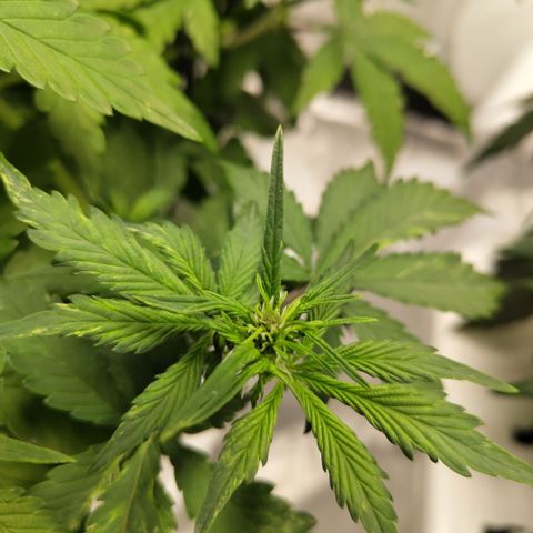 DarkDevil #2 growlog timeline photo