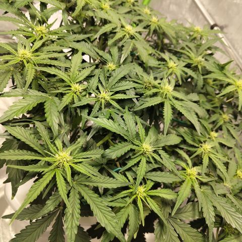 CBD Crack #2 growlog timeline photo
