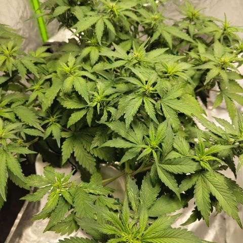 DarkDevil #2 growlog timeline photo