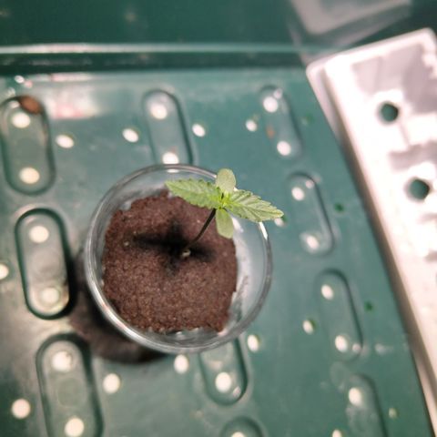 Mysterio #1 [monster] growlog timeline photo