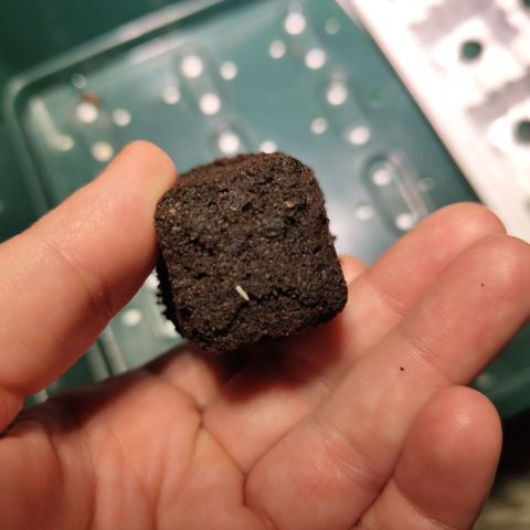Mysterio #1 [monster] growlog photo: First visible root