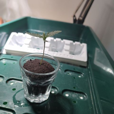 Mysterio #1 [monster] growlog timeline photo