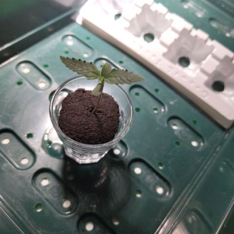 Mysterio #1 [monster] growlog timeline photo