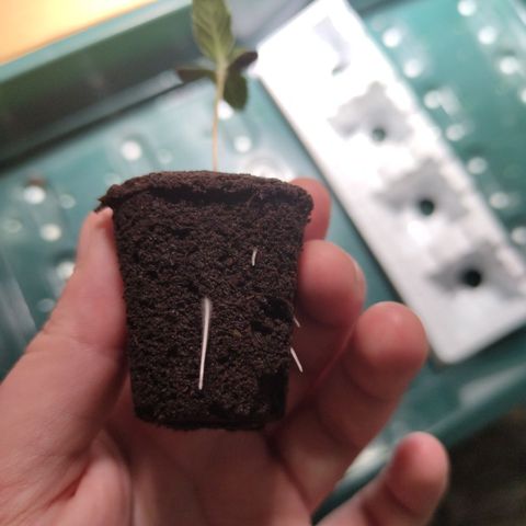 Mysterio #1 [monster] growlog photo: Nice roots