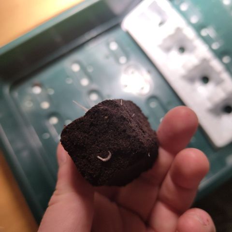 Mysterio #1 [monster] growlog photo: Nice roots