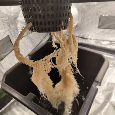 DarkDevil #2 growlog timeline photo
