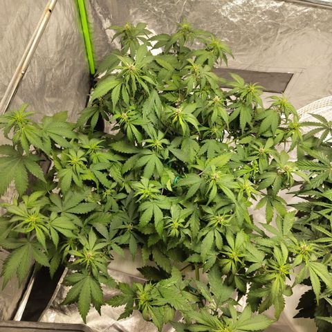 DarkDevil #2 growlog timeline photo
