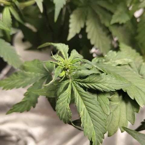 DarkDevil #2 growlog timeline photo