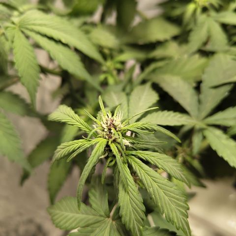 DarkDevil #2 growlog timeline photo