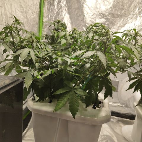 DarkDevil #2 growlog timeline photo