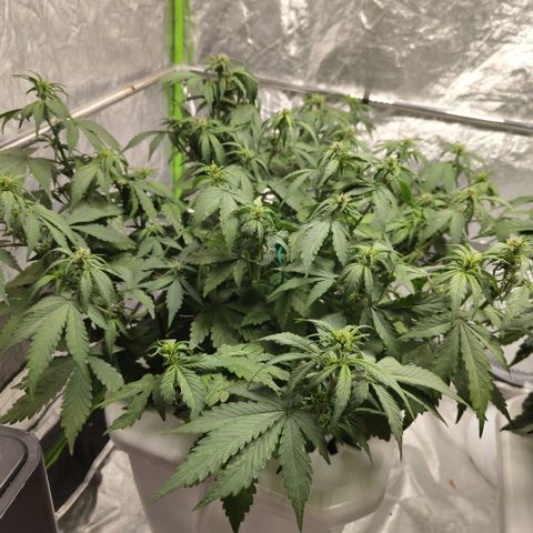 DarkDevil #2 growlog timeline photo