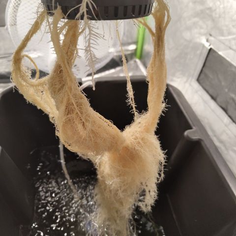 CBD Crack #2 growlog timeline photo