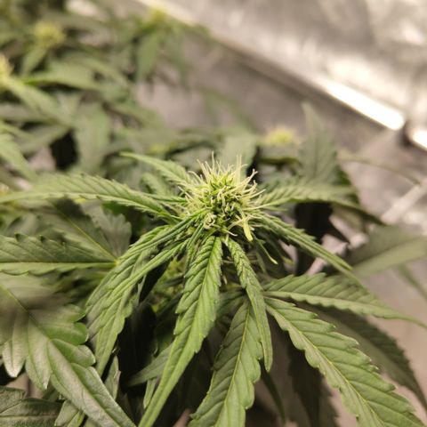 CBD Crack #2 growlog timeline photo
