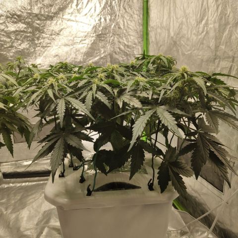 CBD Crack #2 growlog timeline photo
