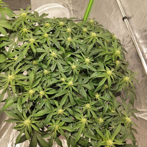 CBD Crack #2 growlog timeline photo