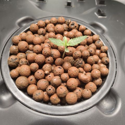 Mysterio #1 [monster] growlog timeline photo