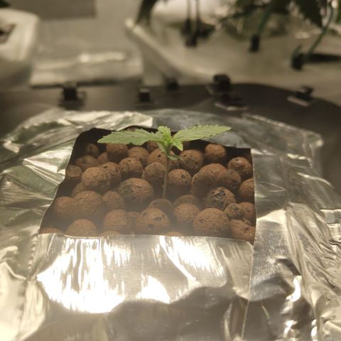 Mysterio #1 [monster] growlog timeline photo