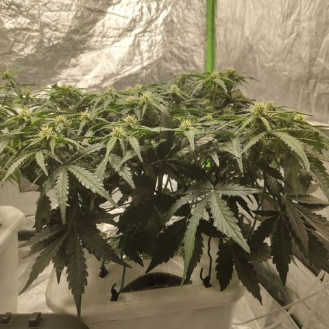 CBD Crack #2 growlog timeline photo