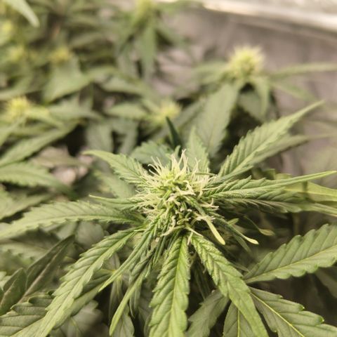 CBD Crack #2 growlog timeline photo