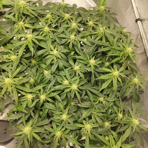 CBD Crack #2 growlog timeline photo