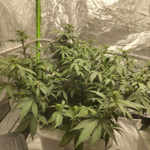 DarkDevil #2 growlog timeline photo
