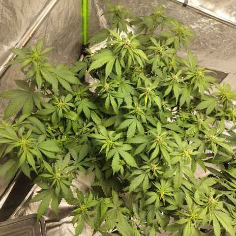 DarkDevil #2 growlog timeline photo