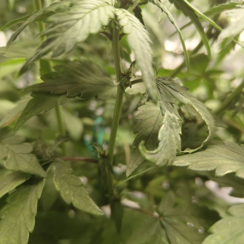 DarkDevil #2 growlog photo: Really finicky