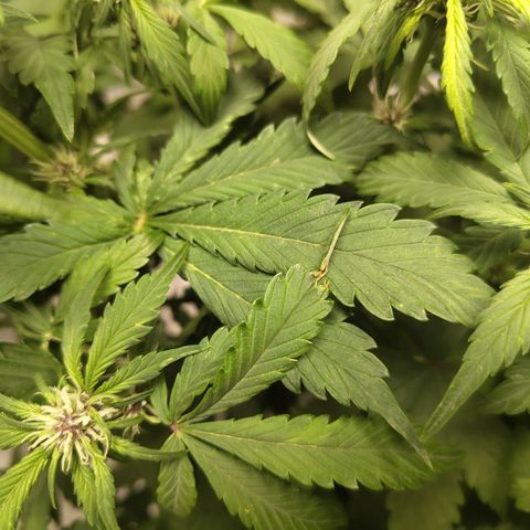DarkDevil #2 growlog photo: Really finicky