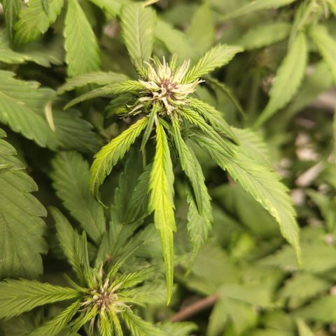 DarkDevil #2 growlog photo: Really finicky
