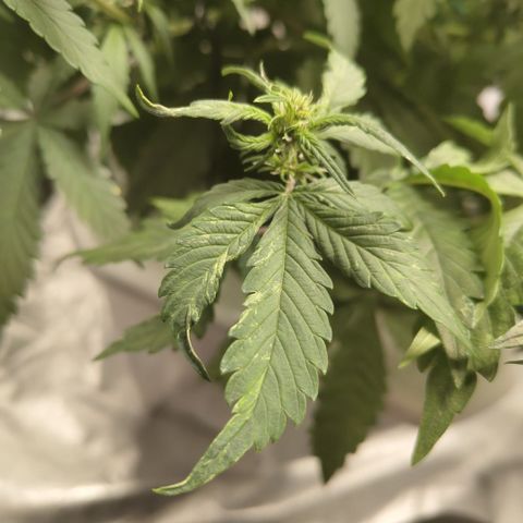 DarkDevil #2 growlog photo: Really finicky