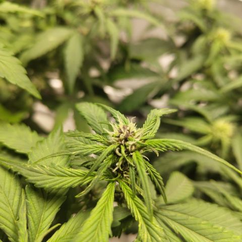 DarkDevil #2 growlog timeline photo
