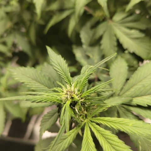 DarkDevil #2 growlog timeline photo