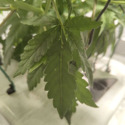 DarkDevil #2 growlog photo: Like what the hell are all these holes?