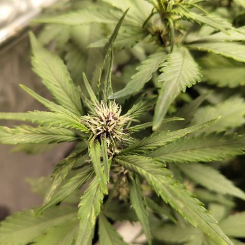 DarkDevil #2 growlog timeline photo