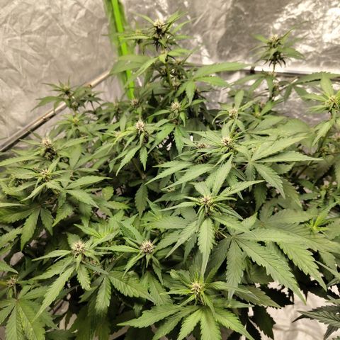 DarkDevil #2 growlog timeline photo