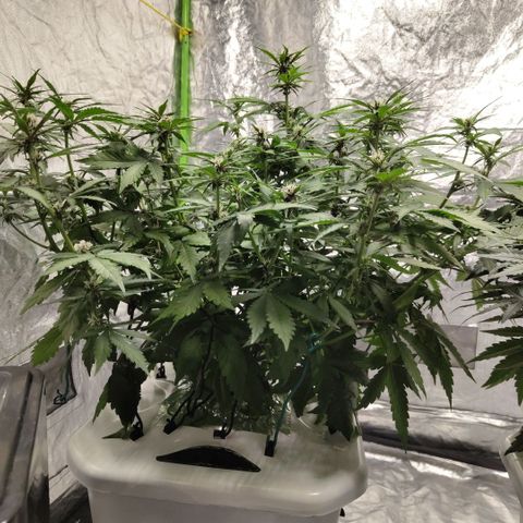 DarkDevil #2 growlog timeline photo