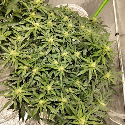 CBD Crack #2 growlog timeline photo