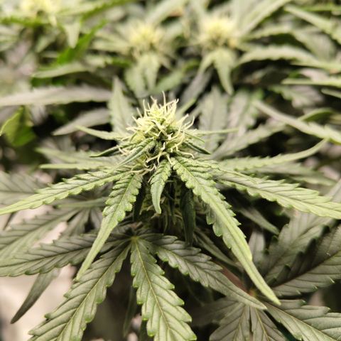 CBD Crack #2 growlog timeline photo